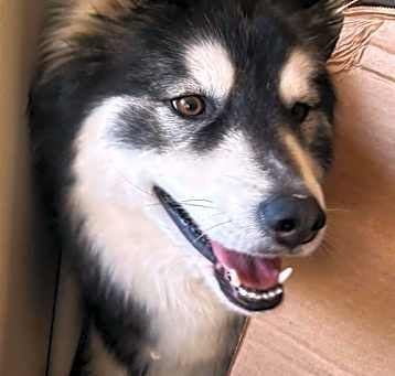 Photo of Ember