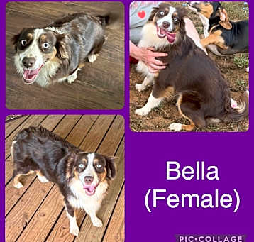 Photo of Bella