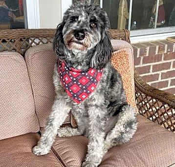 Photo of SEAMUS (COURTESY POST)