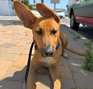 Photo of Bob