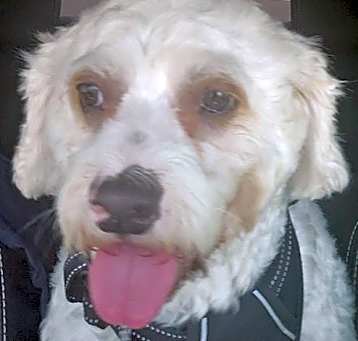 Photo of Samson