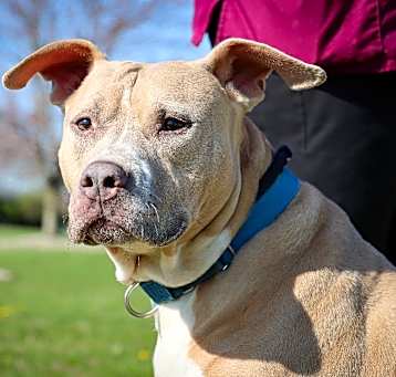 Photo of Buster