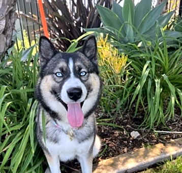 Photo of LUCKY