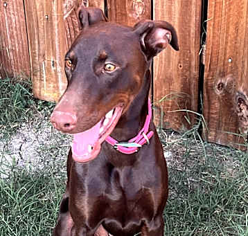Photo of Harlow