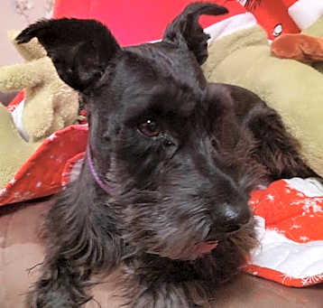 Photo of Willow