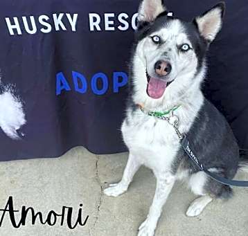Photo of Amori