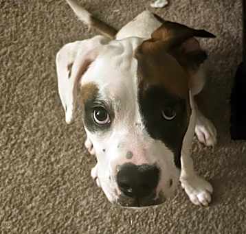 Photo of Maximus