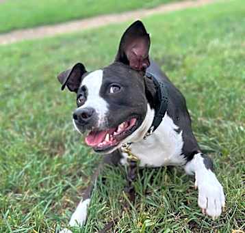 Photo of Bodhi
