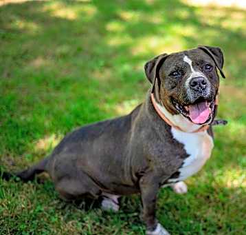 Photo of Willow