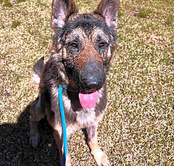 Photo of Yoda