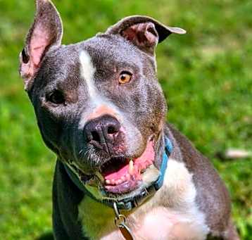 Photo of Bruno
