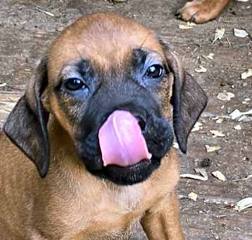 Photo of Mastif Puppies 12 ea