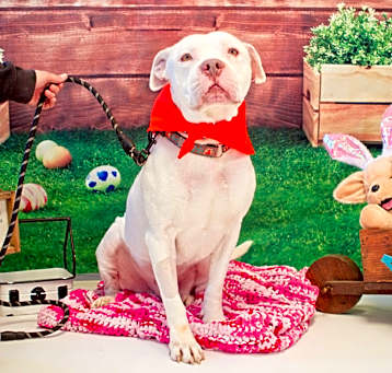 Photo of Otis