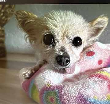 Photo of Bo