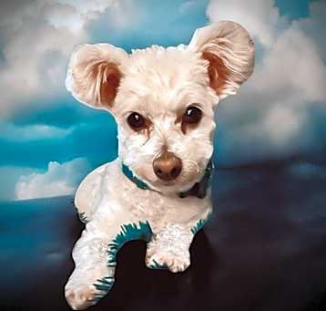 Photo of Ducky