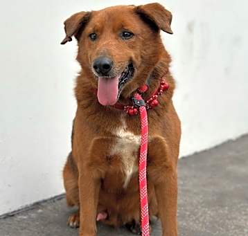 Photo of Archie