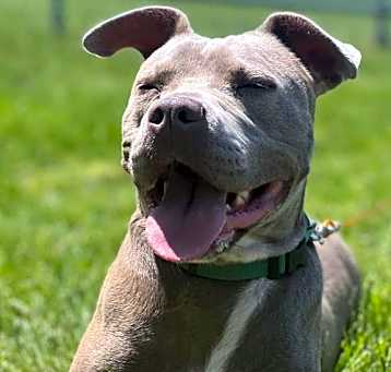 Photo of Callie