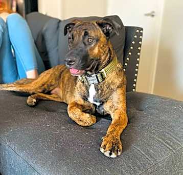 Photo of Koda