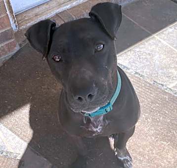 Photo of Midnight