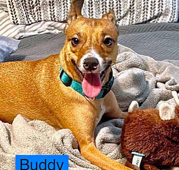 Photo of BUDDY