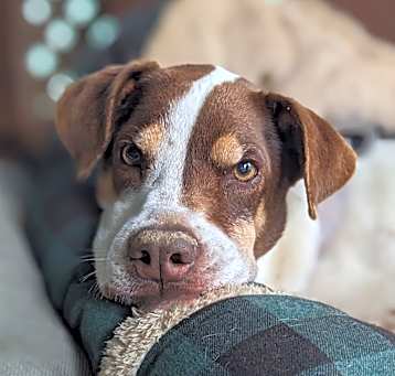 Photo of Pepper
