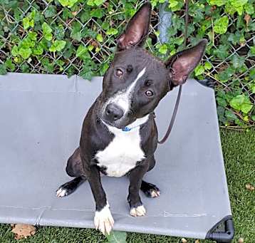 Photo of Portia