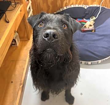 Photo of Cooper
