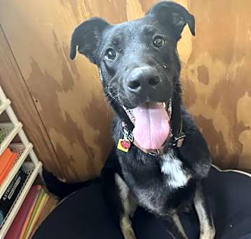 Photo of Dozer