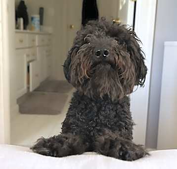 Photo of Milo