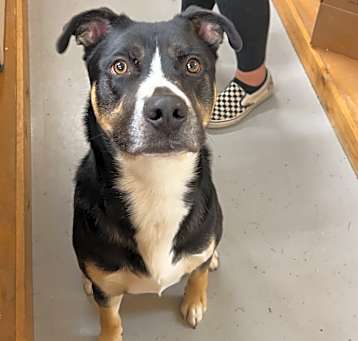 Photo of Otto