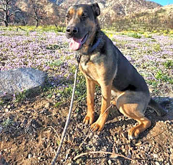 Photo of Buster