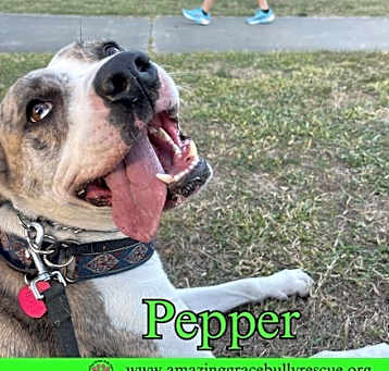 Photo of Pepper