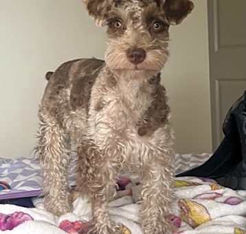 Photo of RUE