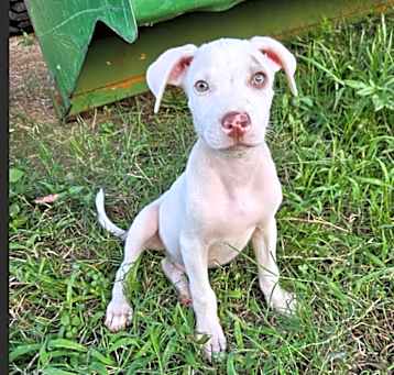 Photo of Skipper