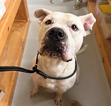 Photo of Scrappy