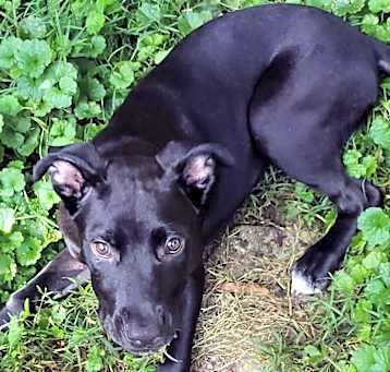 Photo of Bella