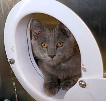 Photo of Stray Hold- Ruby Rose