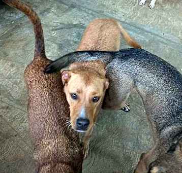 Photo of Lucky