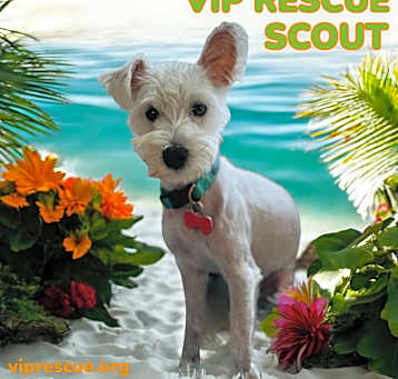 Photo of SCOUT