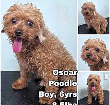Photo of Oscar from Korea