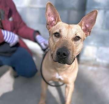Photo of Freckle