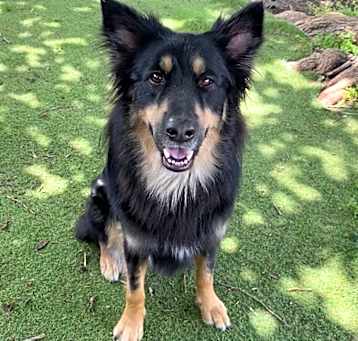 Photo of 24-003 Biscuit