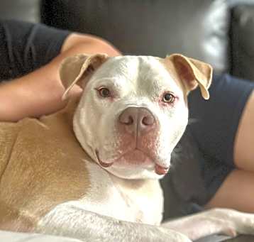 Photo of Sully