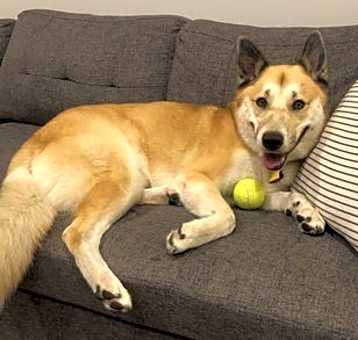Photo of Romeo D4462 (now Koji)