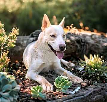 Photo of Maximus