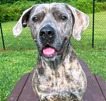 Photo of Tulip