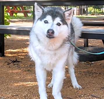 Photo of Cannoli