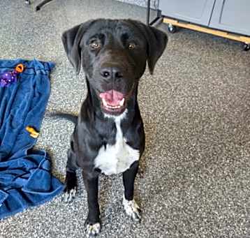 Photo of Boomer