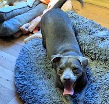 Photo of Rolo
