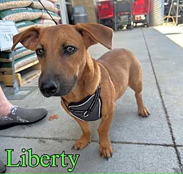 Photo of Liberty (2)